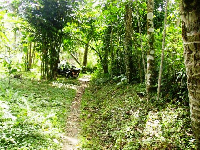 Property - Jual tanah di Ubud view sawah cocok Untuk villa 