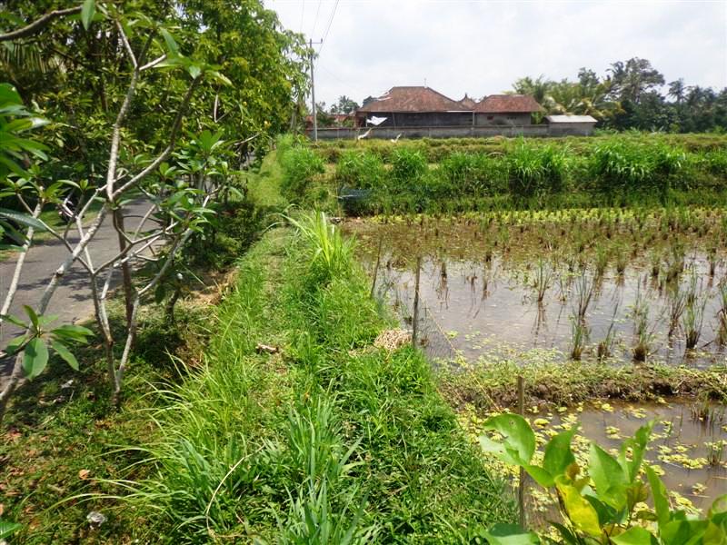 Property Dijual Tanah di Ubud Bali view sawah tepi jalan 