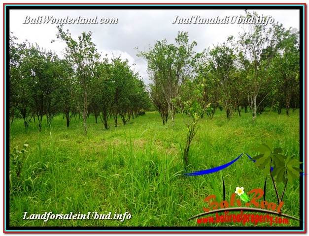 Bentuk Rumah Kebun Property JUAL TANAH di UBUD BALI 3 100 m2 View kebun Bentuk Rumah Kebun Property JUAL TANAH di UBUD BALI 3 100 m2 View kebun
